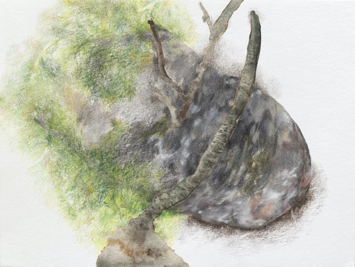 Wortels om één steen, Aquarel en kleur